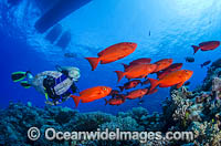 Scuba Diver and Big-eye Photo - Bob Halstead