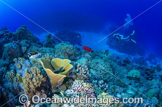 Scuba Diver on Coral reef photo