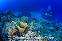 Scuba Diver on Coral reef Photo - Bob Halstead