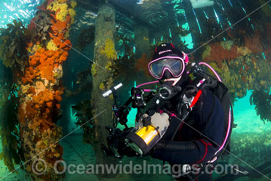 Diver at Blairgowrie Jetty photo