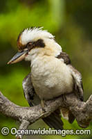 Laughing Kookaburra Photo - Gary Bell