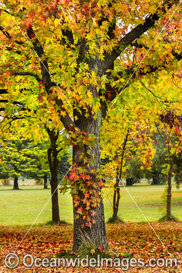 Autumn Trees Armidale photo