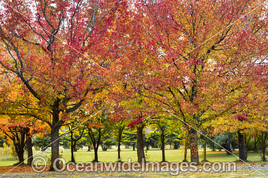 Autumn colours of deciduous trees photo