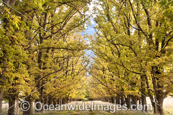 Country track lined with deciduous trees photo
