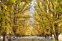 Country track lined with deciduous trees Photo - Gary Bell