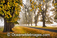 Autumn Trees Armidale Photo - Gary Bell