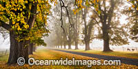 Autumn Trees Armidale Photo - Gary Bell