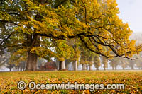 Autumn Trees Gostwyck Chapel Photo - Gary Bell