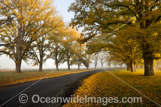 Country Road Elm Trees Uralla photo