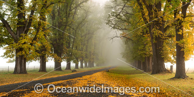 Country Road lined with Autumn Trees photo