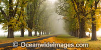 Country Road lined with Autumn Trees Photo - Gary Bell