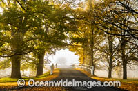 Uralla Autumn Trees Photo - Gary Bell