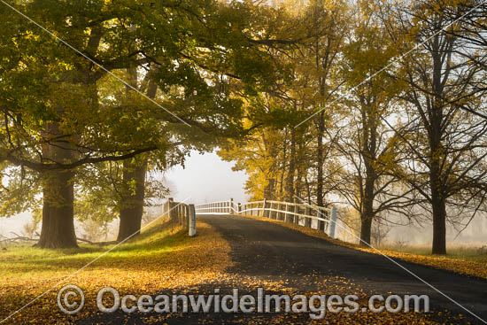 Country Road lined with Autumn Trees photo