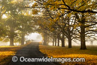 Uralla Autumn Trees Photo - Gary Bell