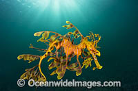 Leafy Seadragon Photo - Gary Bell