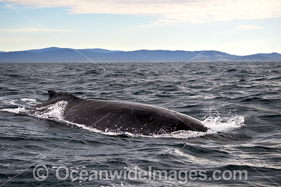 Humpback Whale on surface photo
