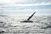 Humpback Whale fin slapping Photo - Gary Bell