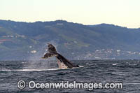 Humpback Whale tail slapping Photo - Gary Bell