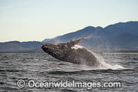 Humpback Whale Coffs Harbour Photo - Gary Bell
