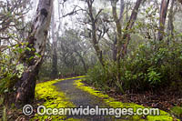 Track in rainforest Photo - Gary Bell