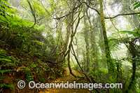 Rainforest in Mist Photo - Gary Bell