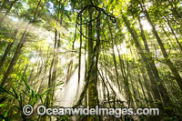 Dorrigo Rainforest Photo - Gary Bell