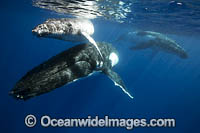 Humpback Whale mother with calf Photo - Vanessa Mignon