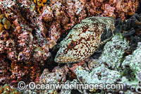 Starry Grouper Photo - MIchael Patrick O'Neill