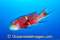 Mexican Hogfish Photo - MIchael Patrick O'Neill