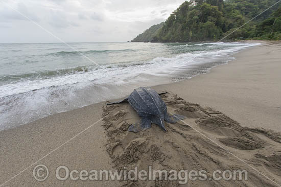 Leatherback Turtle nesting photo