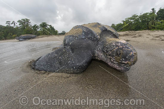 Leatherback Turtle nesting photo