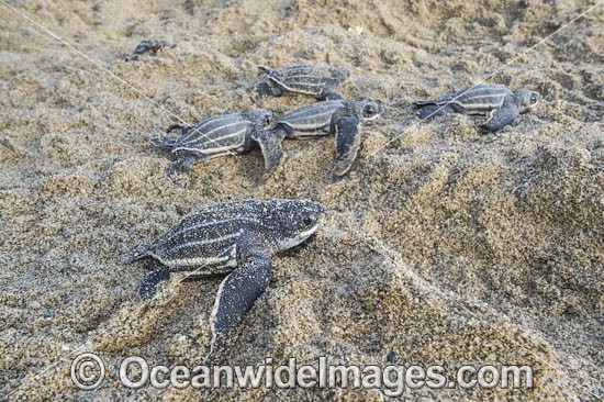 Leatherback Turtle hatchlings photo