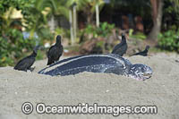 Vultures preying on baby Turtle Photo - Michael Patrick O'Neill