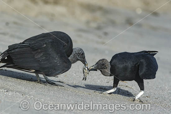 Vultures preying on baby Turtle photo