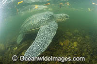 Leatherback Turtle Photo - Michael Patrick O'Neill