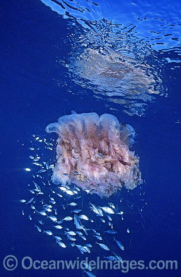 Lion's Mane Jellyfish with Fish photo