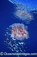 Lion's Mane Jellyfish with Fish Photo - Gary Bell