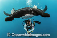 Diver with Manta Ray Photo - Michael Patrick O'Neill