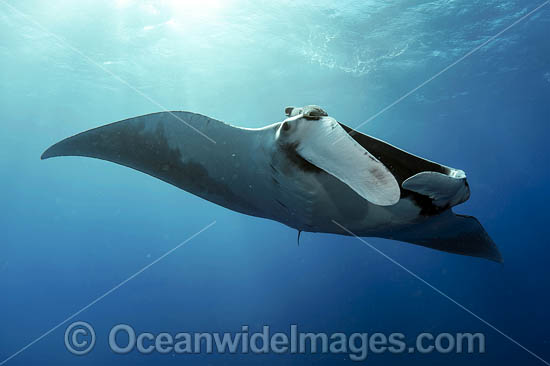 Manta Ray Photos, Pictures and Images