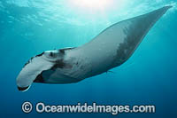 size of giant manta ray