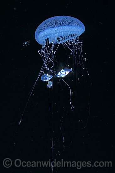 Jellyfish pelagic Fish sheltering in tentacles photo