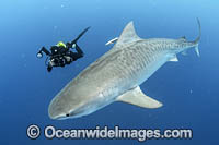 Diver and Tiger Shark Photo - Michael Patrick O'Neill