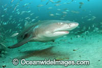 Lemon Shark with schooling Jack Photo - Michael Patrick O'Neill