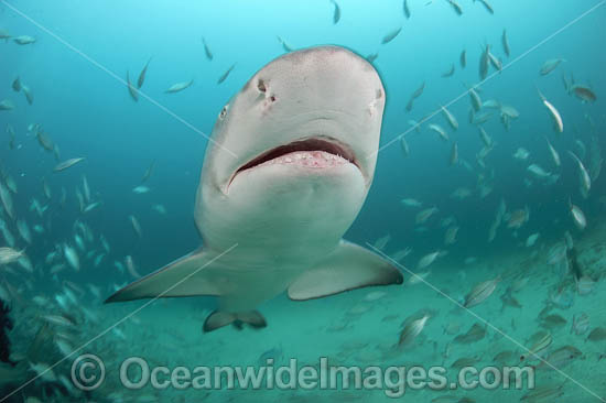 Lemon Shark with schooling Jack photo