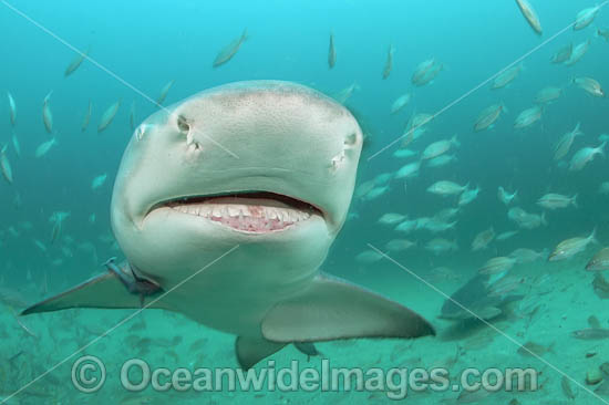 Lemon Shark with schooling Jack photo