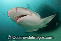Lemon Sharks with schooling Jack Photo - Michael Patrick O'Neill