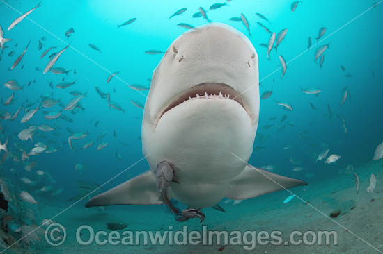 Lemon Shark Florida photo