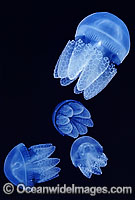 Blubber Jellyfish Catostylus mosaicus Photo - Gary Bell