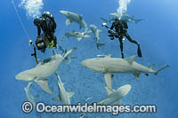 Divers and Lemon Shark Photo - Michael Patrick O'Neill