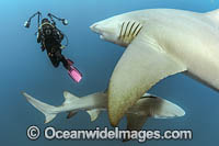 Diver and Lemon Shark Photo - Michael Patrick O'Neill